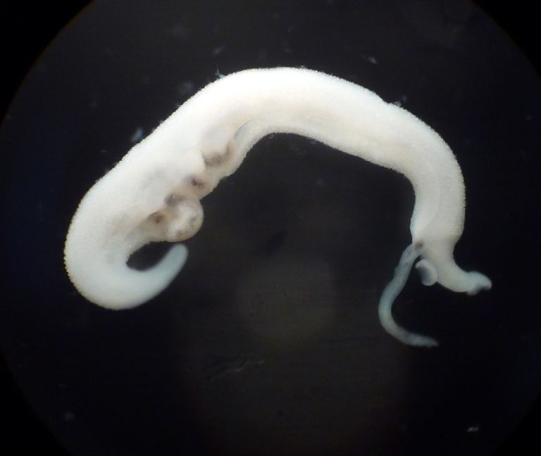 Drug Development Platform