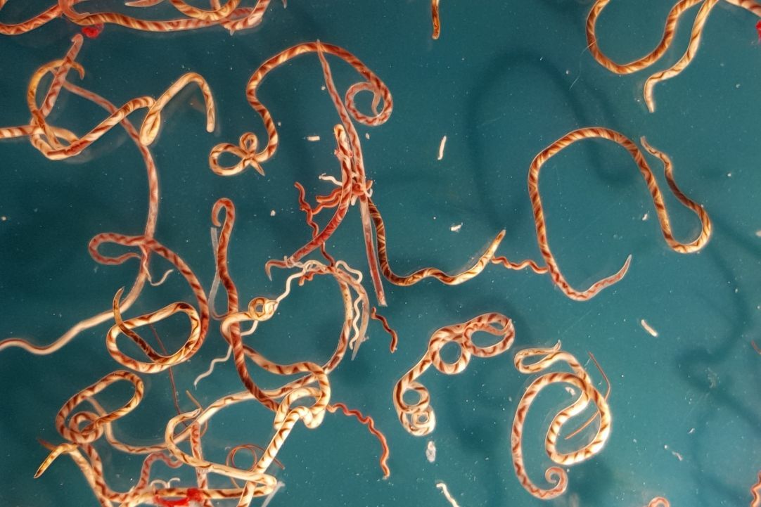 Angiostrongylus adult (Photo: Y. Endriss, Swiss TPH)