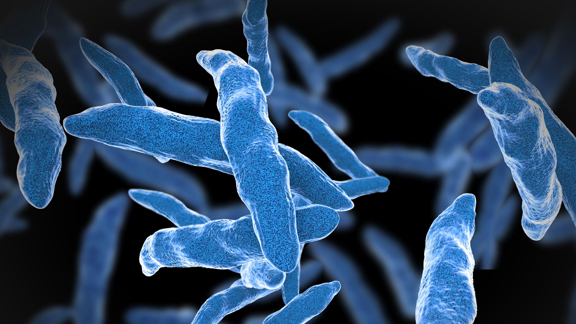Tuberculosis bacteria (Photo: AdobeStock)