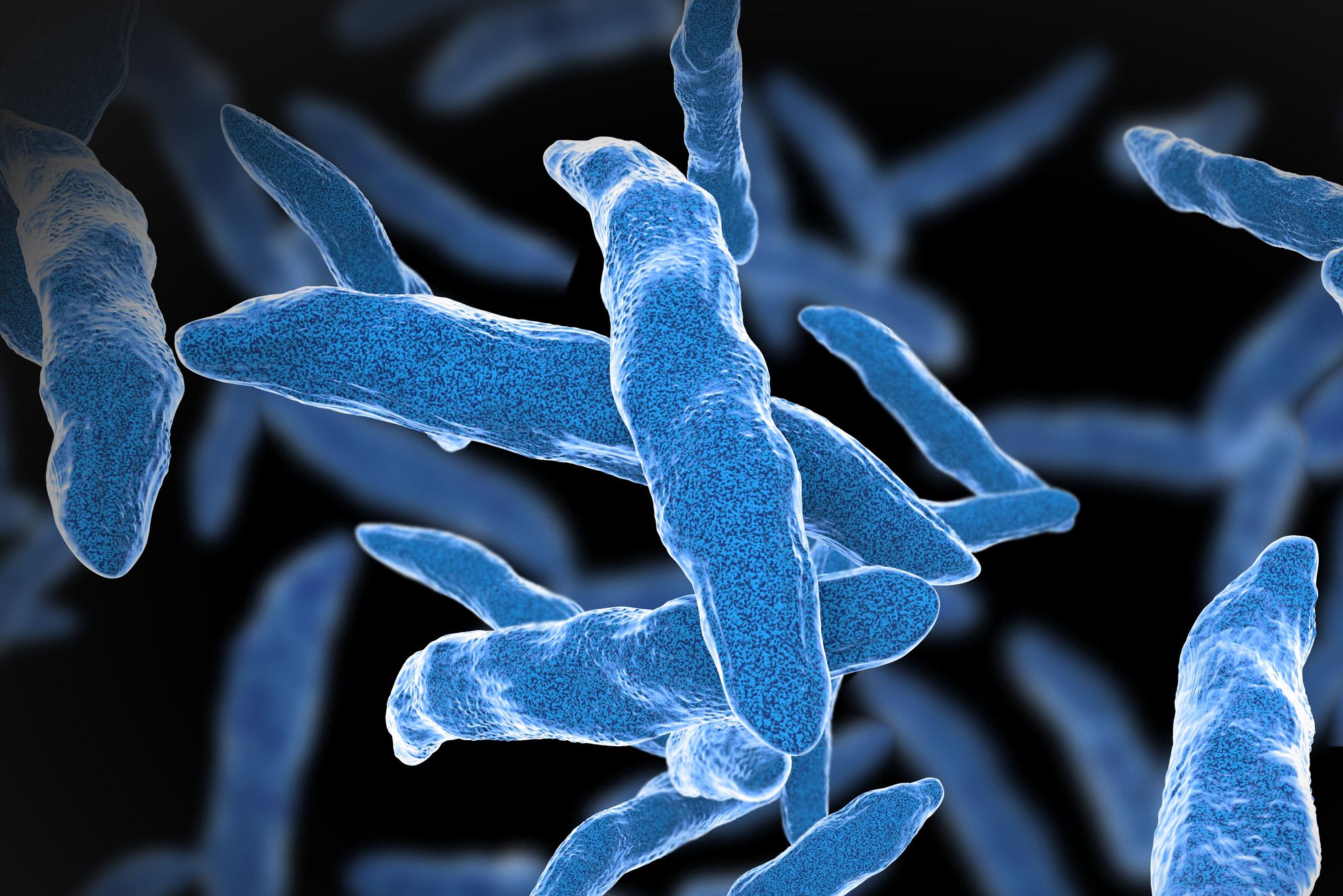 Tuberculosis bacteria (Photo: AdobeStock)