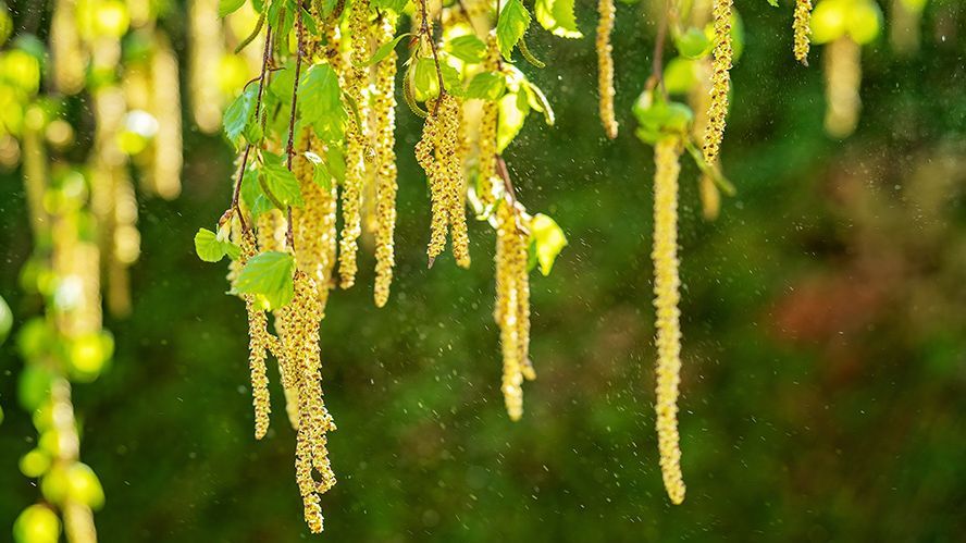 Birch pollen (Photo: AdobeStock)