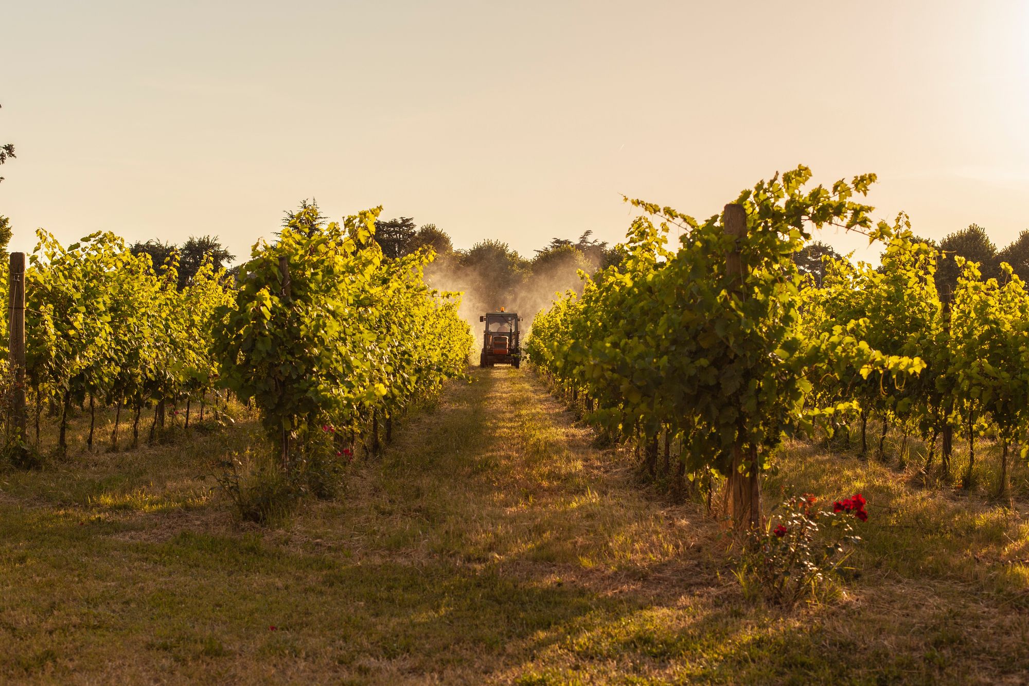 Tractor sprays insecticide in vineyard