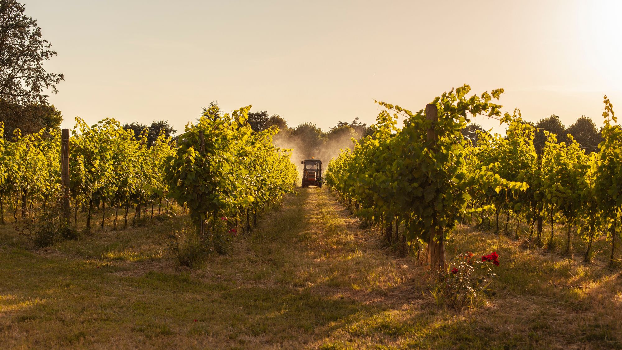 Tractor sprays insecticide in vineyard