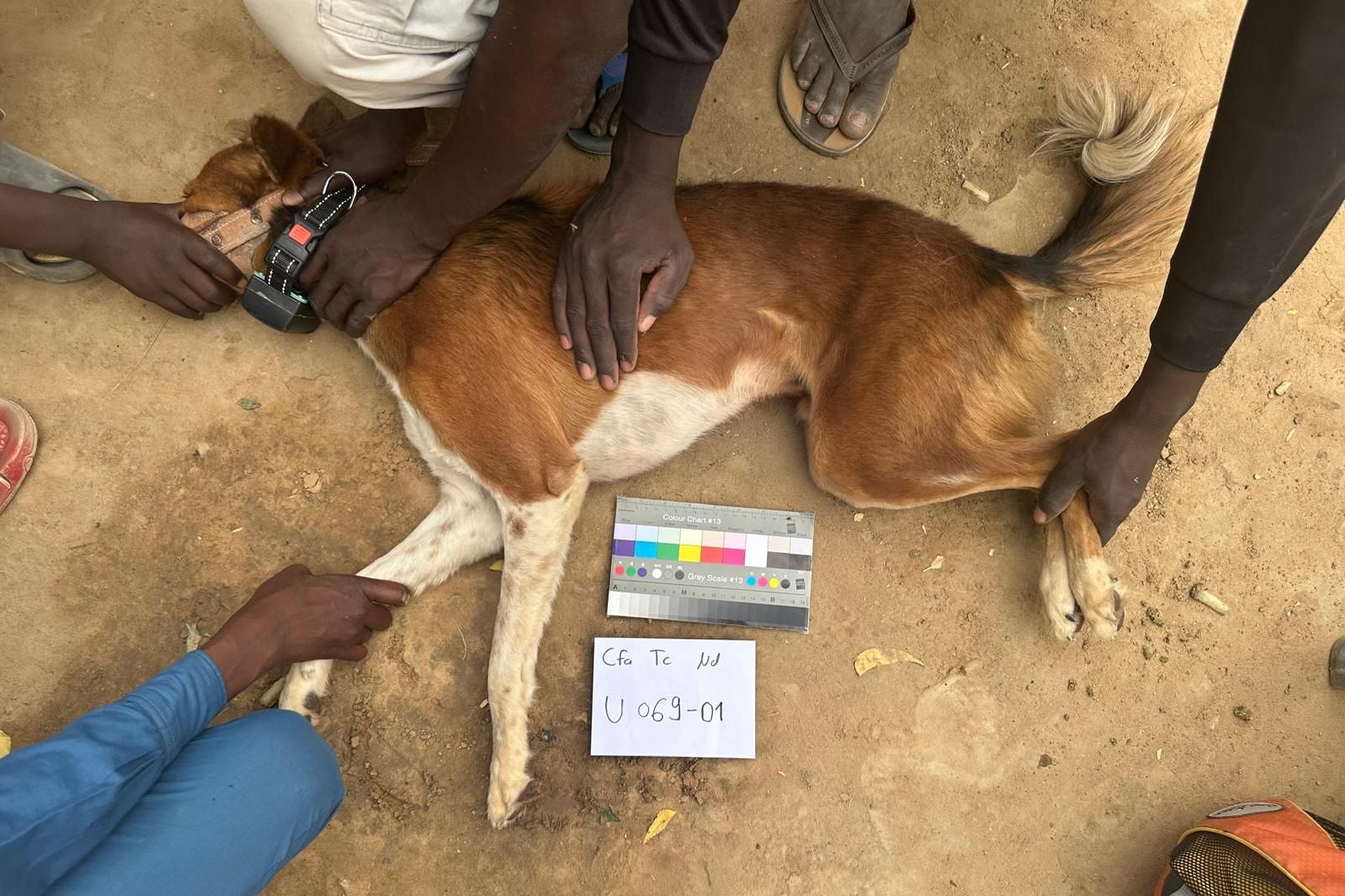 A dog is fitted with a tracking device in Chad (Photo: Tracking tails project)