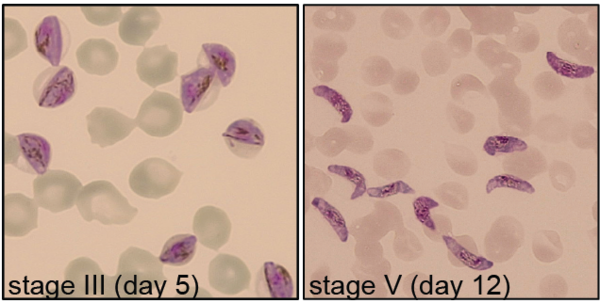 Legend: Synchronous NF54/iGP gametocytes (modified from Brancucci et al., 2025; PMID: 40715087)