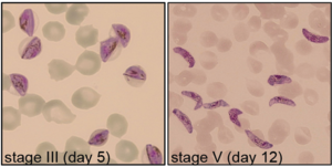 Synchronous NF54/iGP gametocytes (modified from Brancucci et al., 2025; PMID: 40715087) Synchronous NF54/iGP gametocytes (modified from Brancucci et al., 2025; PMID: 40715087)