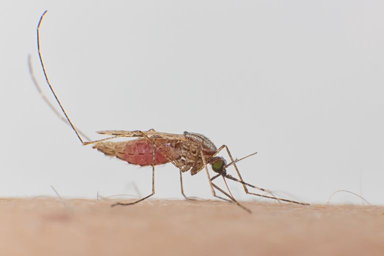 Malaria Treatment Recommendations 2025