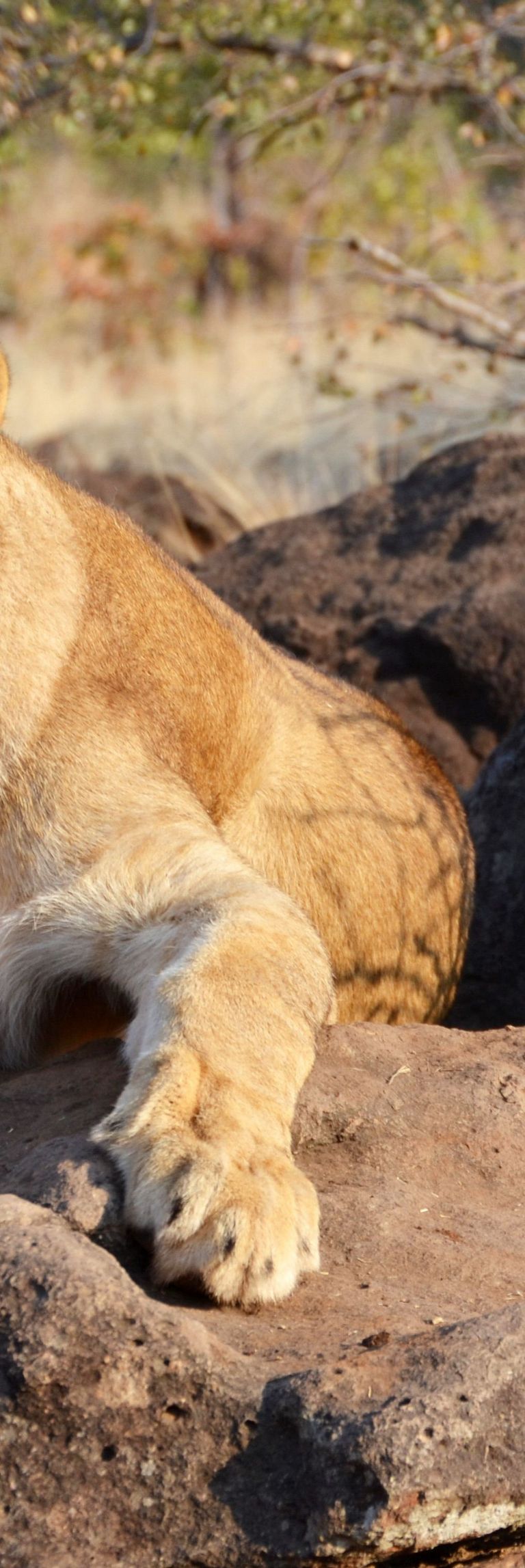 Lions near Victoria Falls