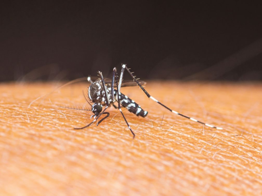 Tiger mosquito (Photo: AdobeStock) Tiger mosquito (Photo: AdobeStock)