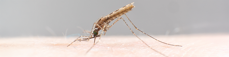 Malaria