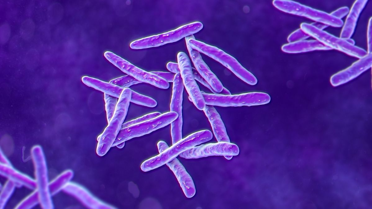 Mycobacterium tuberculosis (Photo: AdobeStock/Swiss TPH)