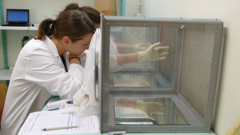 Repellent and Insecticide Testing