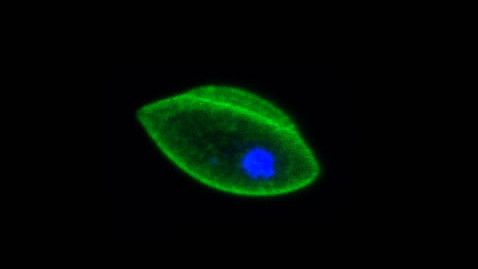 Basic Malaria Research