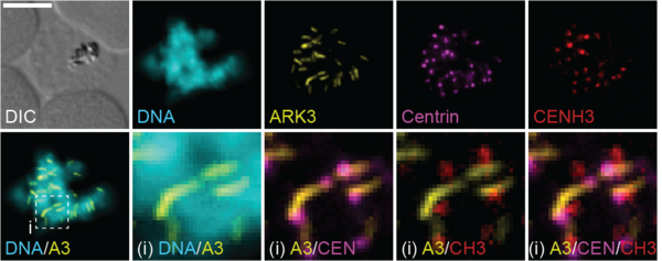 Localisation of Aurora kinase 3 (ARK3), centrin and centromeric histone 3 (CENH3) in a segmenting schizont (from Wyss et al., 2024; PMID: 39235260).