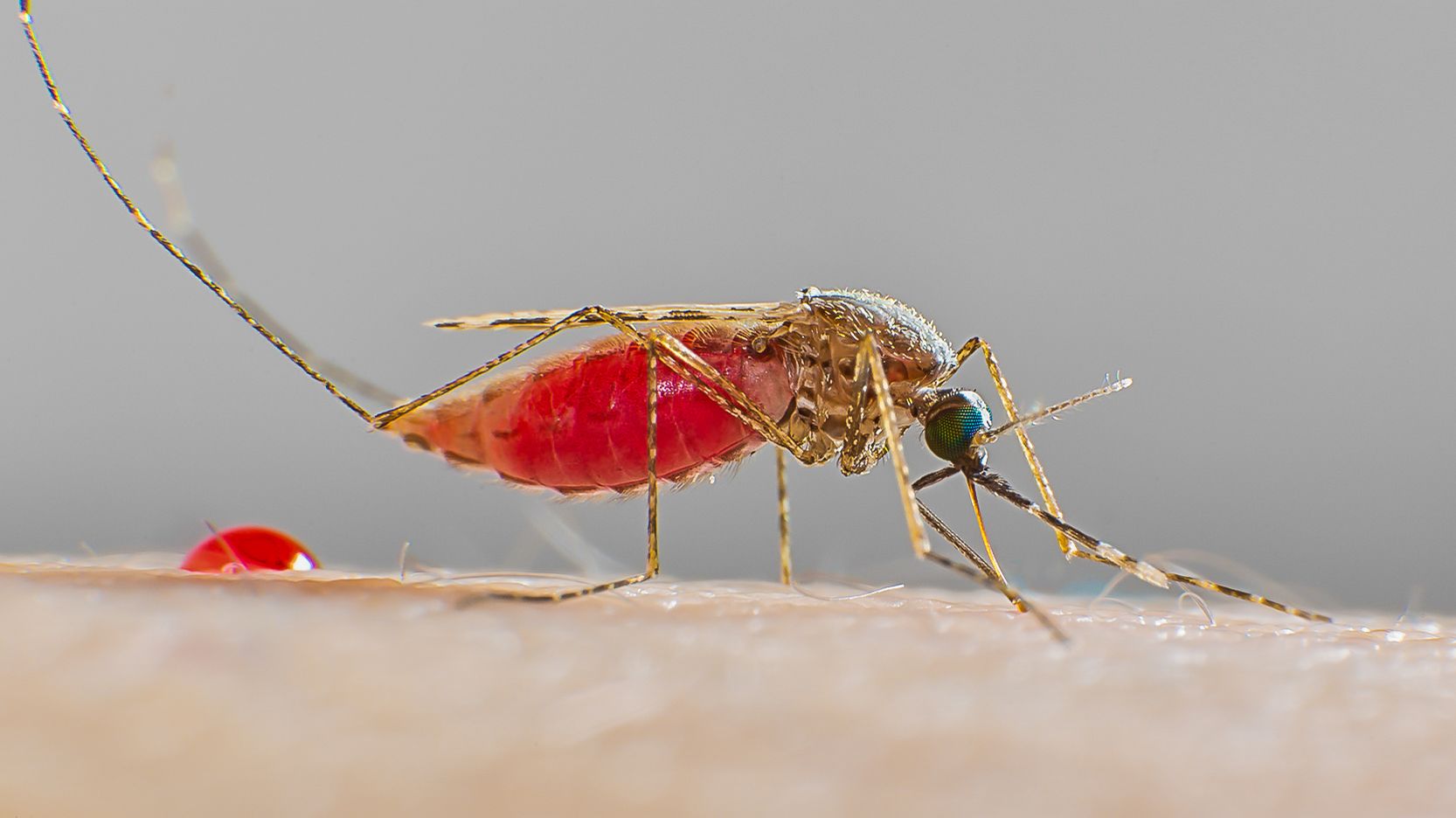 Anopheles stephensi sucking fresh blood