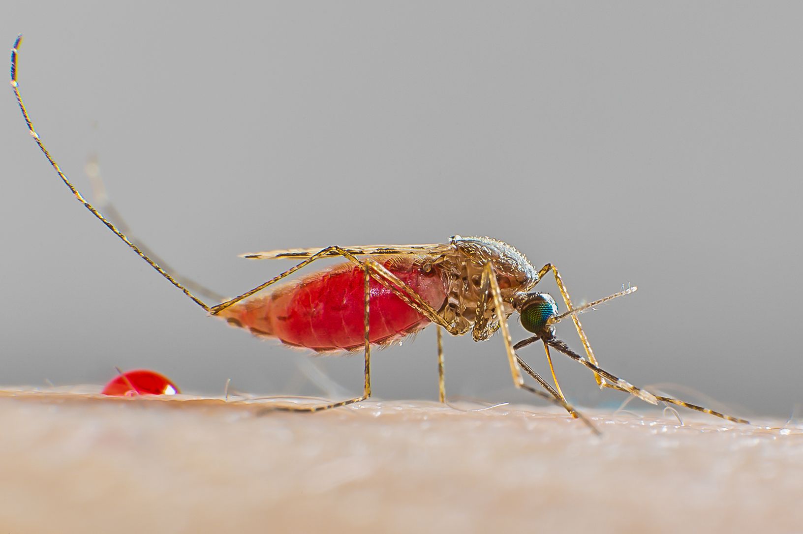 Anopheles stephensi sucking fresh blood