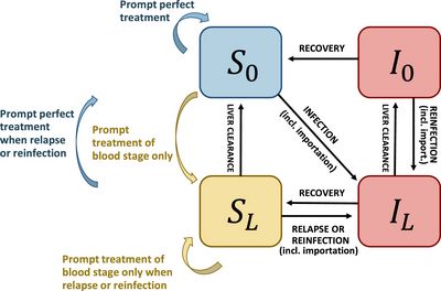 Plasmodium vivax Transmission Model