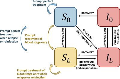  Plasmodium vivax Transmission Model