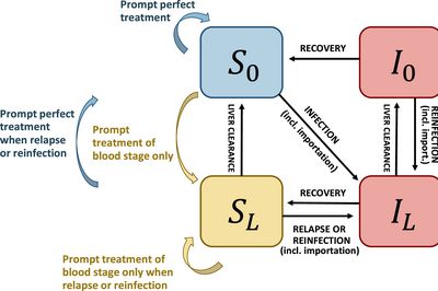  Plasmodium vivax Transmission Model