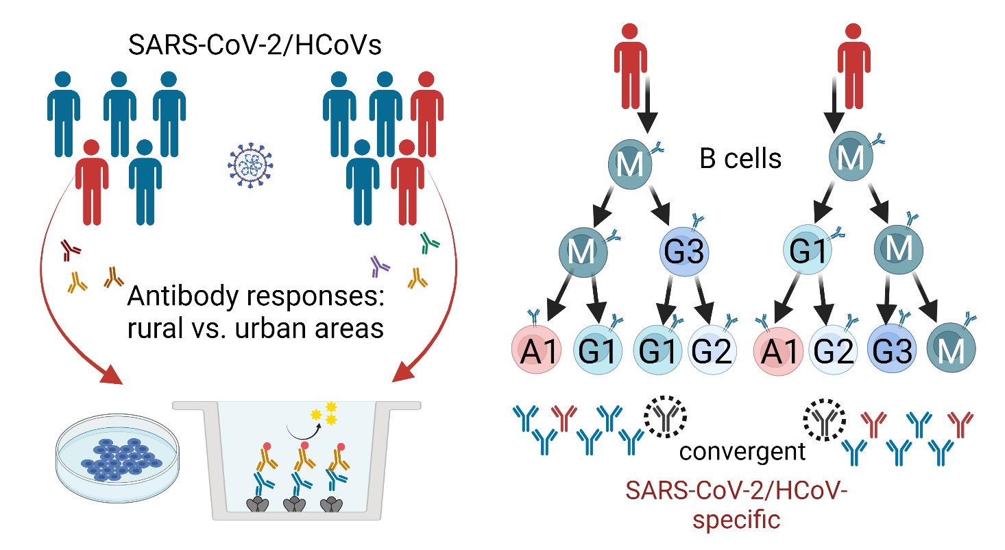 SARS-CoV-2/HCoVs Antibody responses: rural vs. urban areas (K. Röltgen) SARS-CoV-2/HCoVs Antibody responses: rural vs. urban areas (K. Röltgen)
