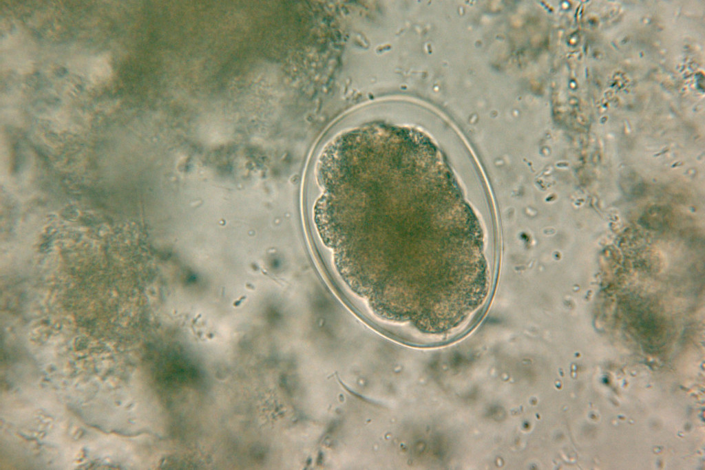 Parasitologie