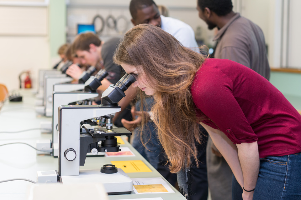 Students observe malaria parasites in the various stages of the life cycle.