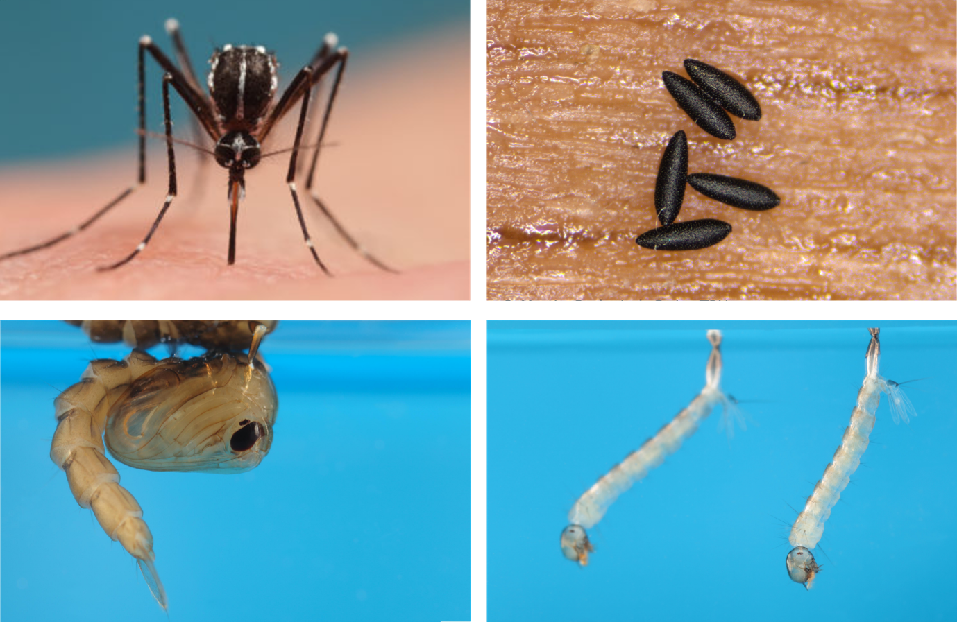 Developmental stages of the Asian tiger mosquito (Photos: N. Henon/TIGER and Swiss TPH)