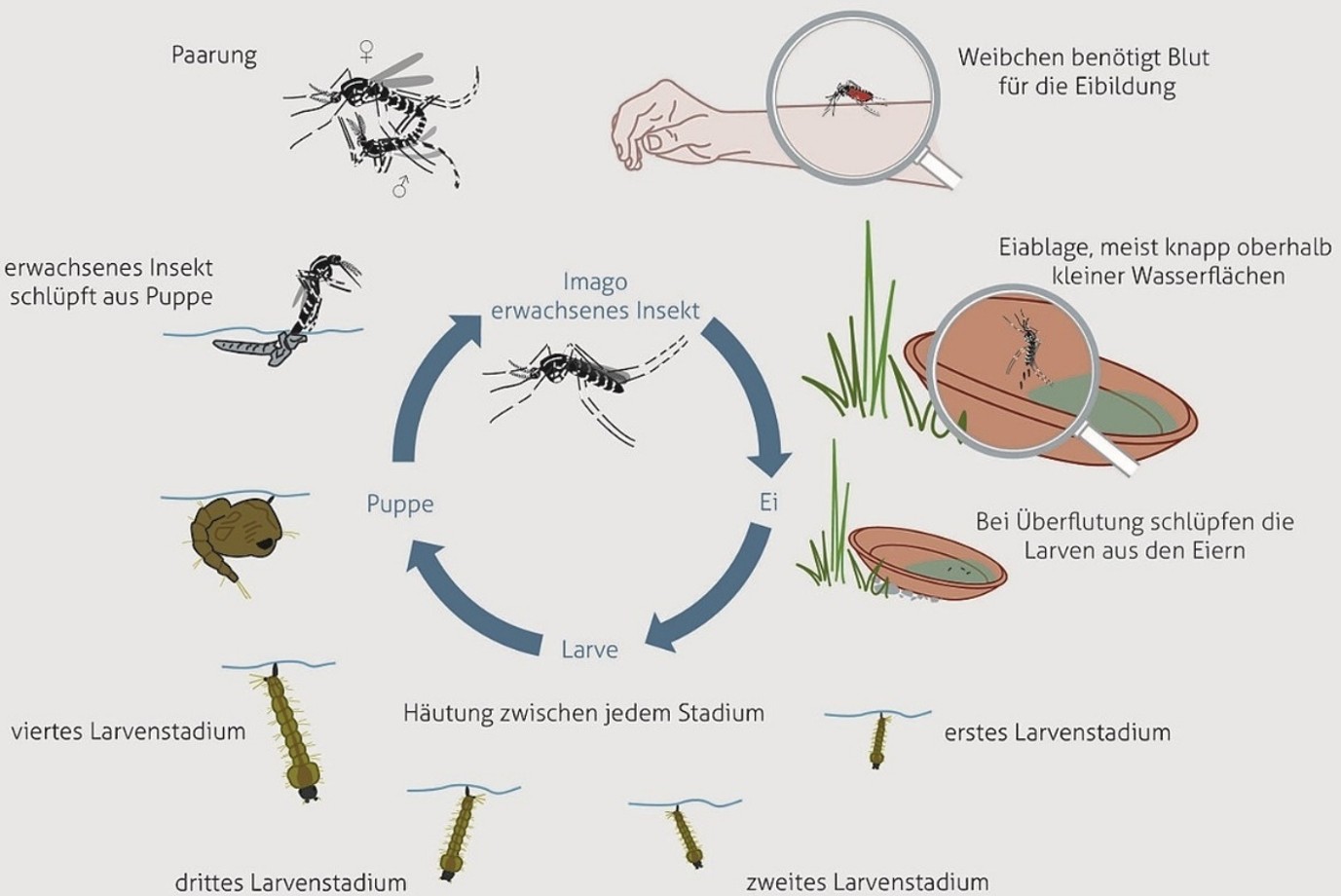 Life cycle of the Asian tiger msoquito (Source: Ingeborg Schleip, Biogents AG)