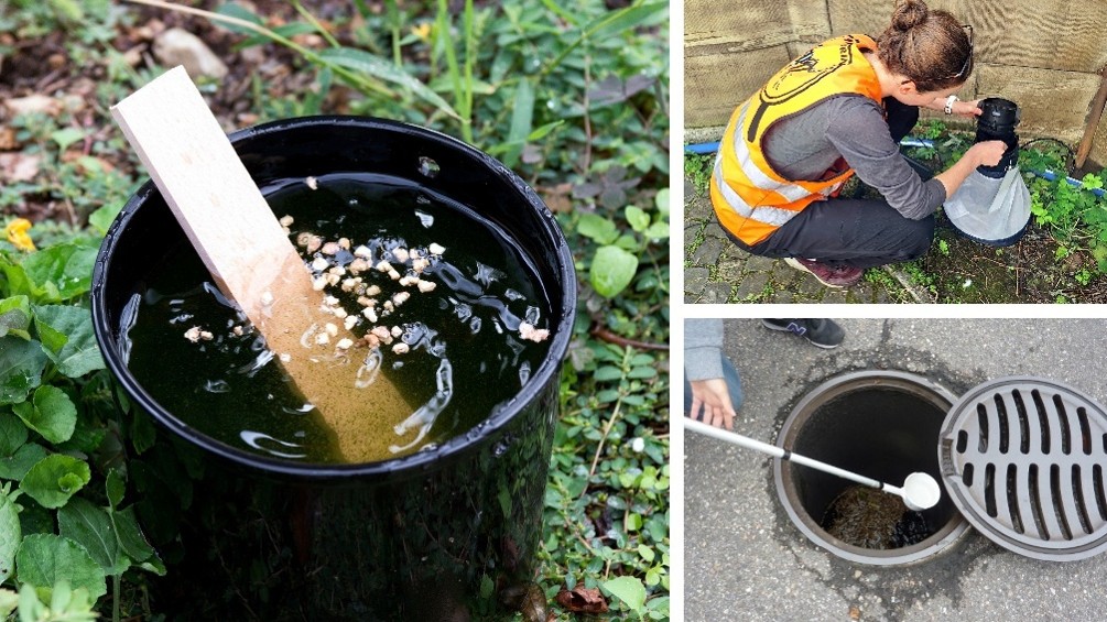 Methods used to monitor the Asian tiger mosquito (Photos: Swiss TPH)