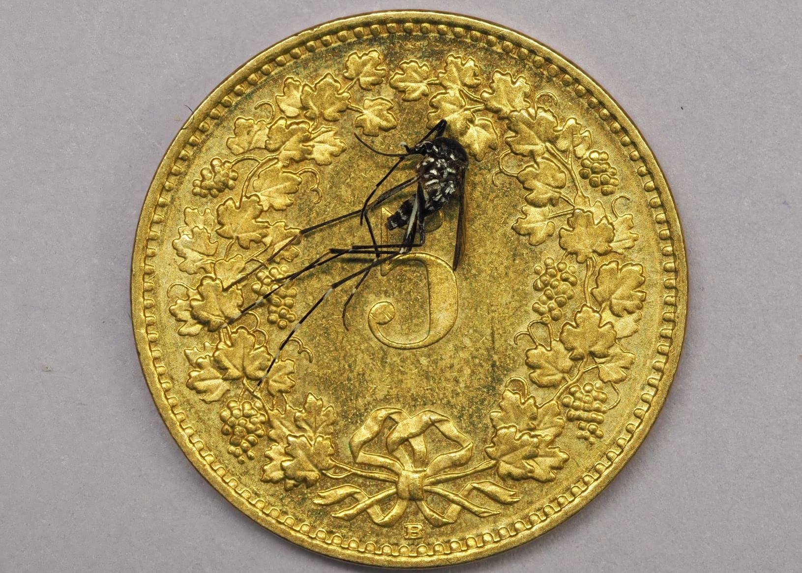 Size comparison between an Asian tiger mosquito and a Swiss five-cent coin (Photo: Swiss TPH)