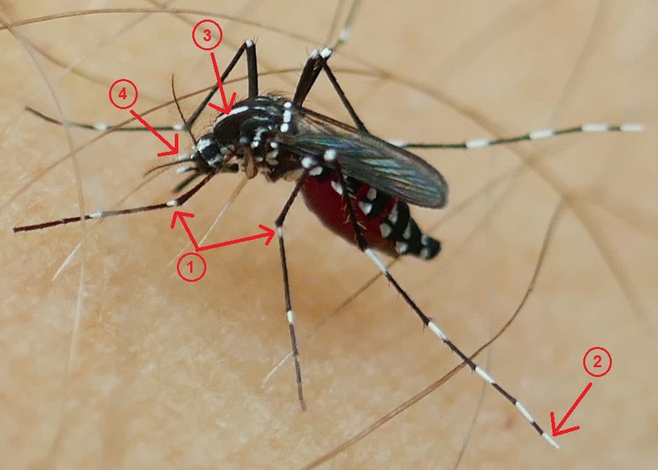 Identification features of the adult female Asian tiger mosquito (Photo: Swiss TPH)