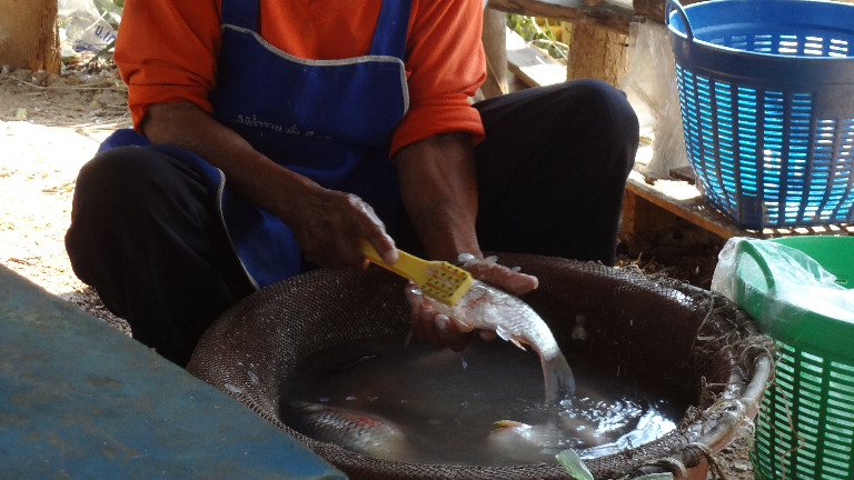 Raw fish plays a role in <i>O. viverrini</i> infections (Photo: Swiss TPH)