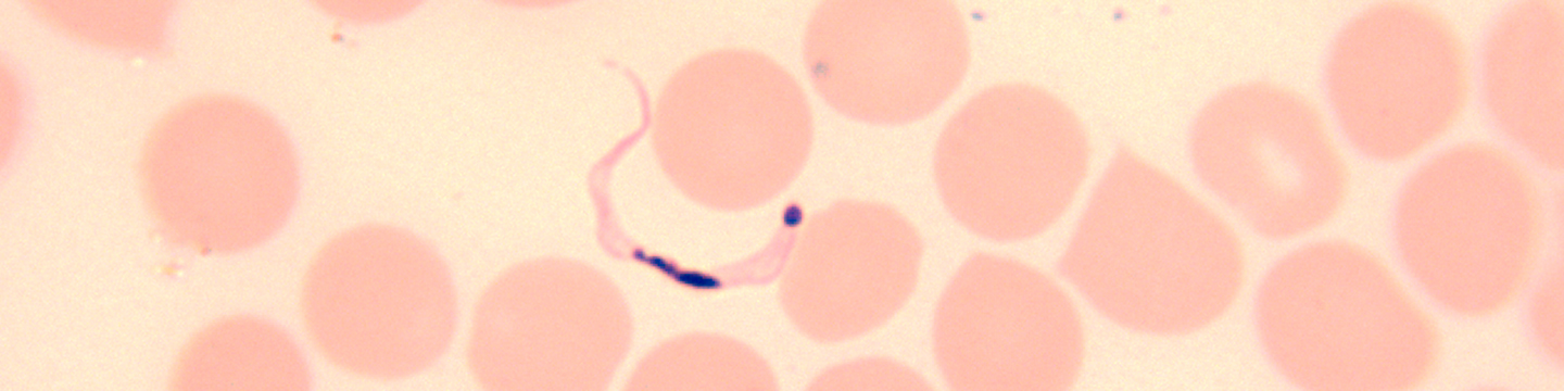 Photo: Swiss TPH (Trypanosoma brucei)